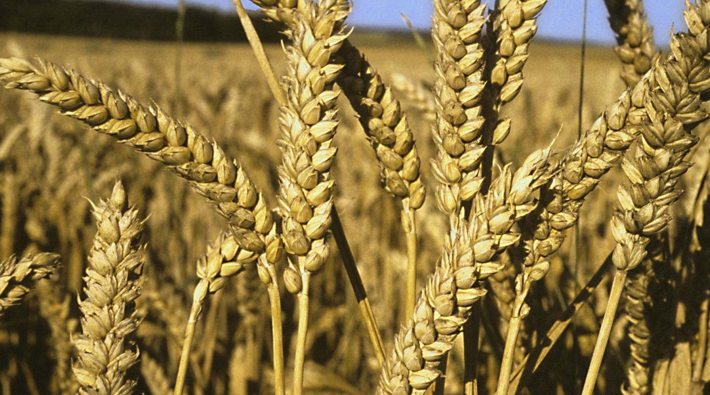 ONU: L'indice mondial des prix alimentaires au plus bas depuis 17 mois