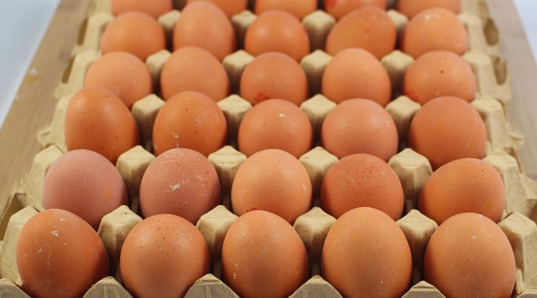 Oeufs de consommation: le secteur a essuyé des pertes de 3,5 MDH par jour duran…