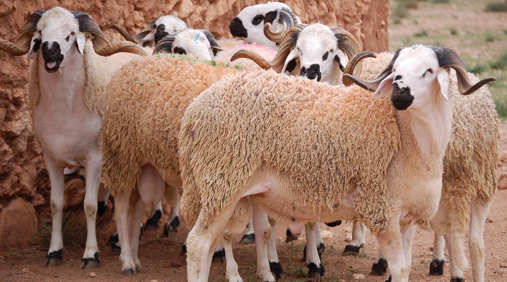 مربو الأغنام والمواشي لـ 2M.ma: الكسابة عاشوا أزمة كبيرة خلال الجائحة والقطيع...