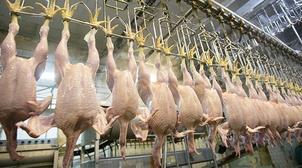 Tanger : Un abattoir clandestin dénoncé par la ligue des consommateurs