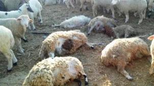 نفوق عشرات رؤوس الأغنام بإقليم الحوز.. "أونسا" تنفي وجود أعراض أي مرض معد
