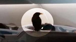 Vidéo- Un oiseau sème la pagaille sur un vol !