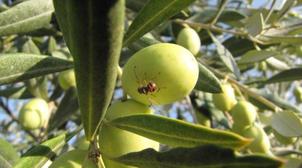 L'ONSSA réfute les rumeurs concernant l'impact de la mouche de l'olivier sur la…