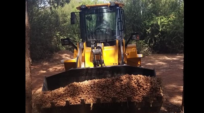 Berkane : Destruction de 136 tonnes de pommes de terre périmées