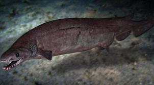 Le squelette fossilisé d'un requin de plus de 360 millions d'années découvert a…
