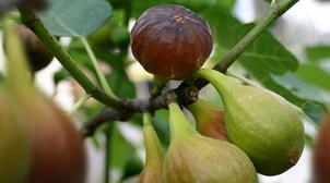 Maroc : Rencontre sur les potentialités génétiques du figuier, le 16 octobre à …