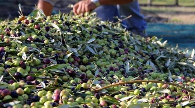 La filière oléicole assure au Maroc une entrée de devises équivalente à 1,8 mil…