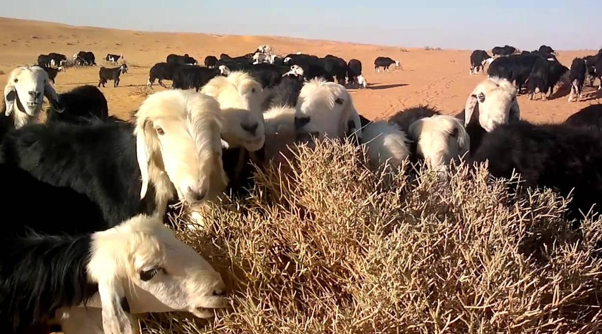 استمرارا مسلسل التصعيد .. ساكنة تارودانت تنظم وقفة احتجاجية ضد الرعي الجائر