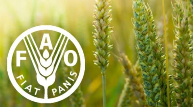 Forte hausse des prix mondiaux des denrées alimentaires en novembre (FAO)