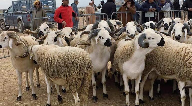 Aid Al Adha: Mise en place de mesures additionnelles préventives dans le contex…