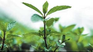 La menthe sera bientôt commercialisée sous un emballage
