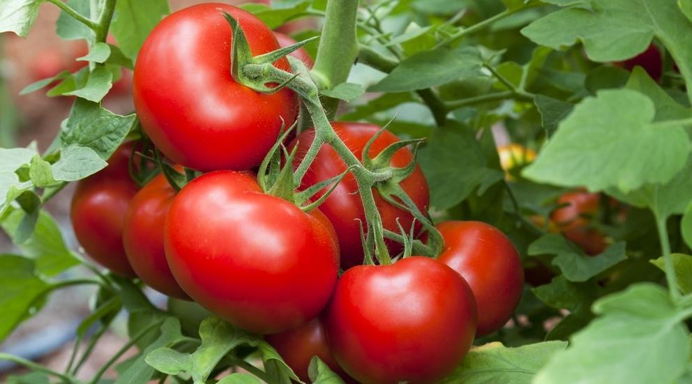 Le Maroc a exporté plus de tomates vers l’Union européenne cette année