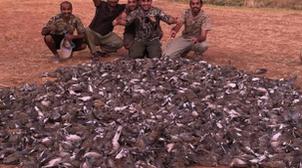 Marrakech : chassez la tourterelle, elle ne reviendra pas !