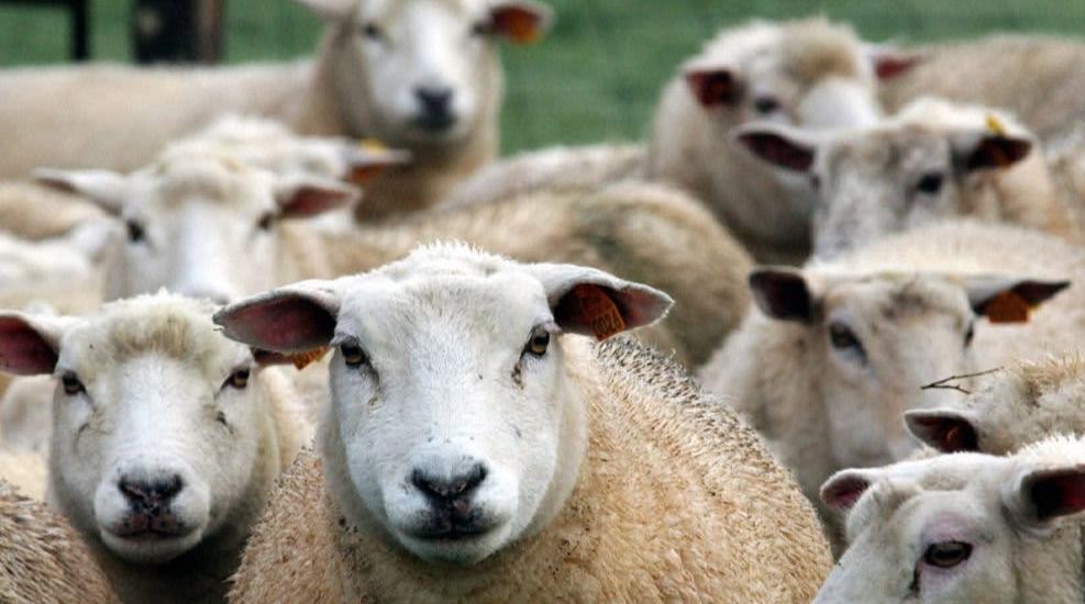 France : Des internautes dénoncent une potentielle arnaque sur un site de vente…