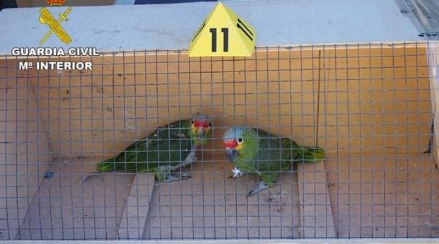 Espagne : Démantèlement d'un réseau de trafic d'animaux protégés à destination …