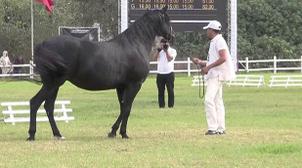 Meknes abrite le 14 septembre la finale du concours interrégional des chevaux A…