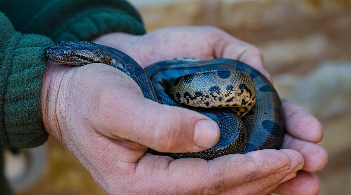 Crocoparc d’Agadir : Naissance de 26 bébés anacondas !