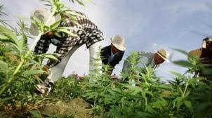 Culture du Cannabis : réunion entre le ministre de la Justice et le groupe parl…