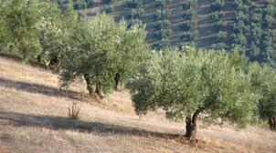 Oléiculture : Progression de 55% de la superficie cultivée en dix ans dans l'Or…