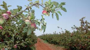 Agriculture : La production des filières arboricoles phares s’annonce bonne