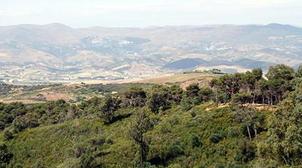 "Forêts du Maroc 2020-2030": Programmation de 600.000 ha de plantations foresti…