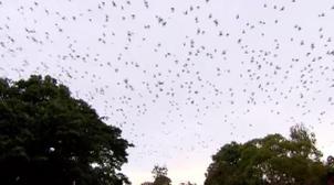 Une ville d’Australie envahie par des milliers de chauves-souris (VIDEO)