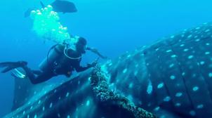 Maldives : Deux plongeurs libèrent un requin baleine pris au piège dans une cor…