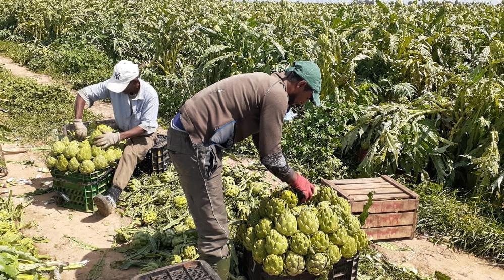 برلماني يطالب أخنوش بتعميم التعويضات على الفلاحين المتضررين من الجفاف وكورونا