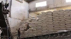 Oriental : 400.000 quintaux d'orge subventionné au profit des éleveurs en avril…