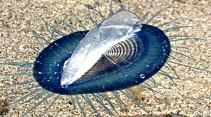 Maroc: Apparition dans les plages méditerranéennes d'une fausse méduse « inoffe…