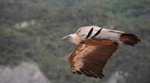 VIDEO// Un vautour fauve voit le jour au jardin zoologique de Rabat
