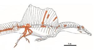 Maroc : découverte des restes du premier dinosaure aquatique connu au monde