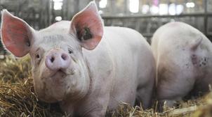 Chine: Un virus de grippe porcine découvert comme propice à une prochaine pandé…