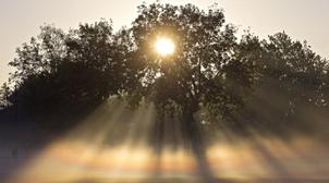 La lumière du soleil et les Ultraviolets neutralisent la coronavirus