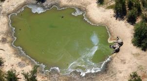 Hécatombes parmi les éléphants du Botswana, près de 300 meurent mystérieusement…