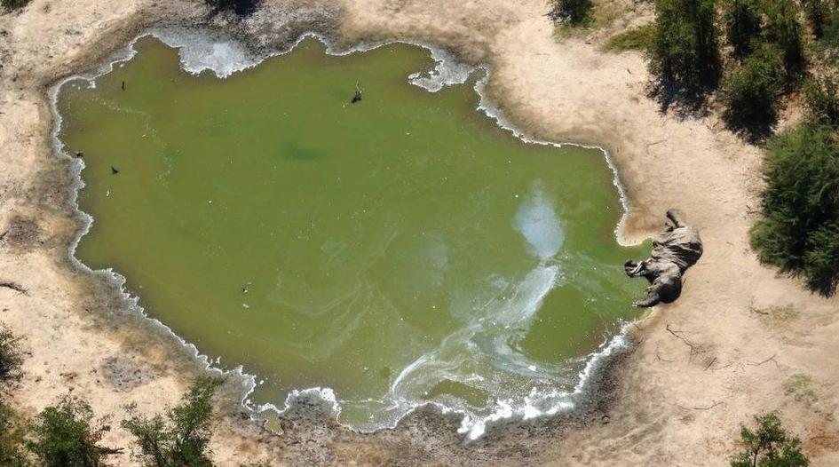 Hécatombes parmi les éléphants du Botswana, près de 300 meurent mystérieusement…