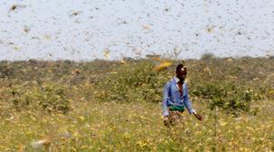 Les criquets migrateurs menacent la sécurité alimentaire en Afrique australe (F…