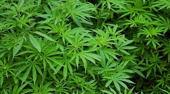 Cannabis: Une instance consultative pour accompagner la mise en œuvre de la loi…