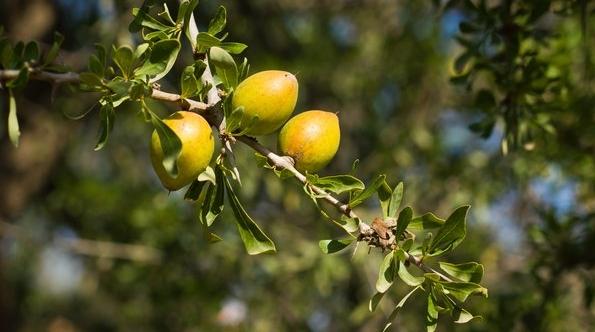 Huit informations à savoir sur l’arganier