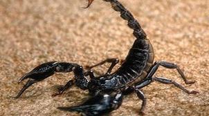 Reportage / Les scorpions sévissent encore dans les villages de Kelaât Sraghna