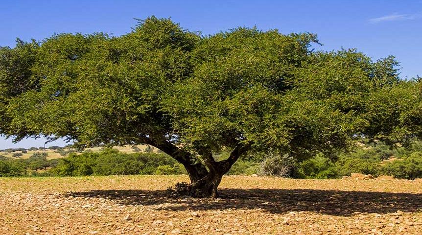 شجرة الأركان في أرقام