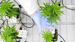 Le Panama légalise l'usage du cannabis à des fins médicales