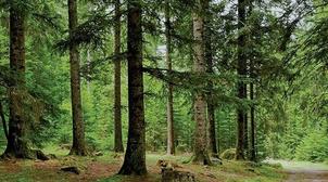 L'ONU appelle à préserver les forêts pour atténuer l’impact du changement clima…