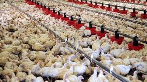 Aviculture: "Dawajine 2019" s'ouvre sous le signe de la promotion de l'emploi r…