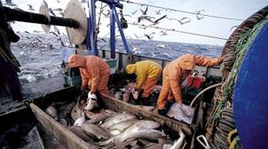 Port de Safi : Les débarquements de la pêche artisanale et côtière en nette hau…