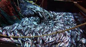 Pêche /Maroc: Hausse de la valeur des produits commercialisés de 28% à fin mai …