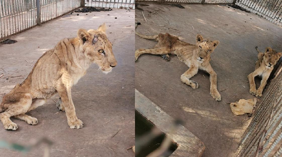 Les soudanais multiplient les appels pour sauver les lions "malades et mal-nour…