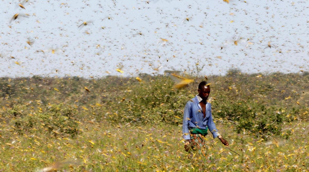 Des essaims de criquets ravagent l'Afrique de l'Est, l'ONU tire la sonnette d'a…