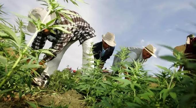 الحكومة تتدارس مشروع قانون يتعلق بالاستعمالات المشروعة للقنب الهندي