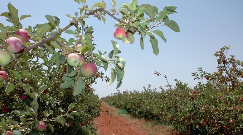 Agriculture : La production des filières arboricoles phares s’annonce bonne